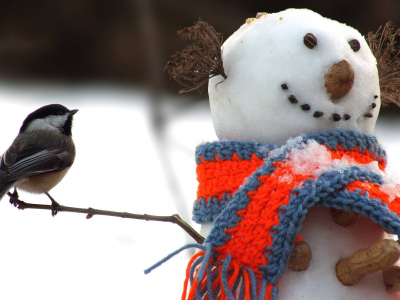 зима, синица, снеговик, птица, шарф, веточка