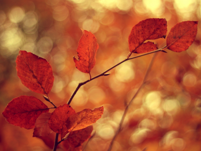 блики, листья, ветви, размытость, ветки, боке, осень