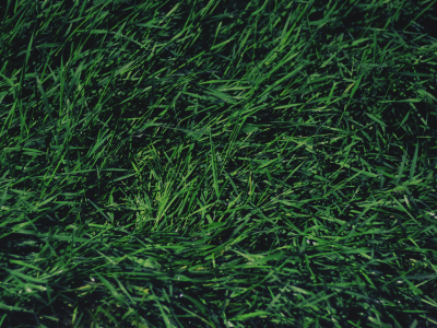 зелень, трава, природа, капли, минимализм
