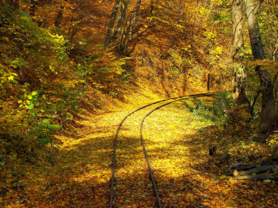 дорога, осень, листья, природа