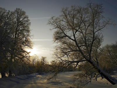 природа, дерево, пейзаж, зима