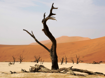 пустыня, Африка, дерево, песок