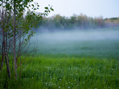 поле, туман, природа