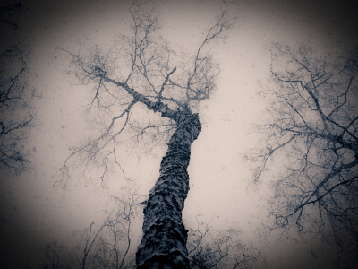 деревья, снег, ветки