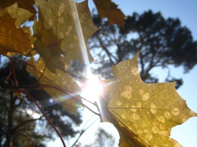 осень, солнце, листья