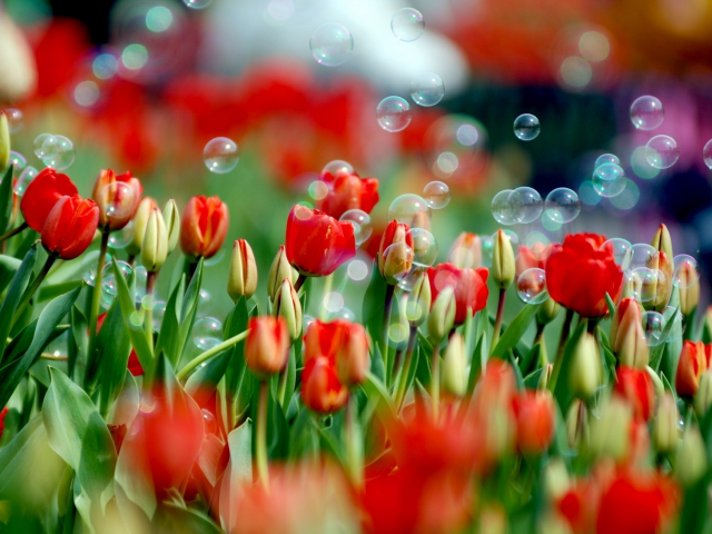 мыльные пузыри, весна, тюльпан, природа, цвета, цветок, тюльпаны, краски, цветы