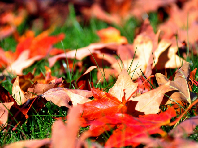 осень, клен, трава, листья