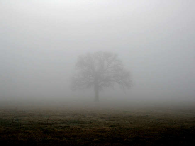туман, поле, дерево