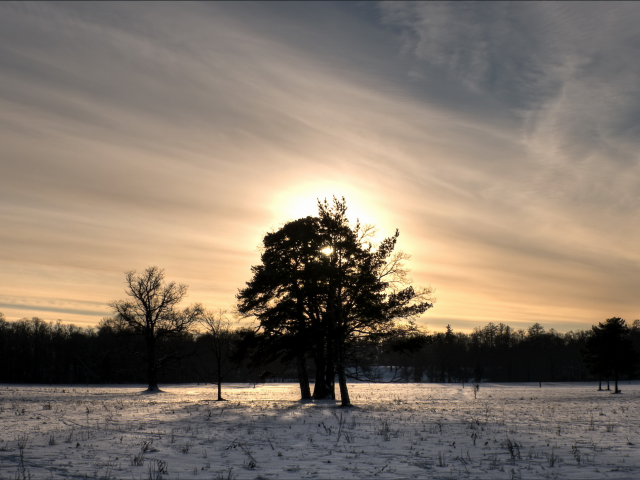 поле, дерево, закат, зима