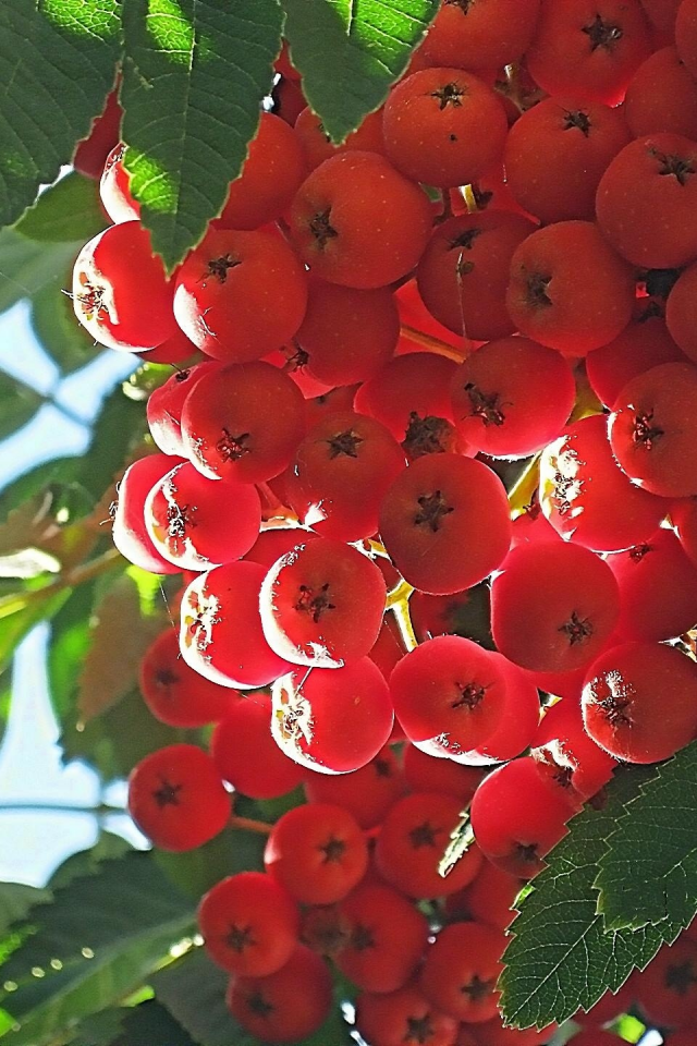 гроздь, ягоды, рябина, осень, красные