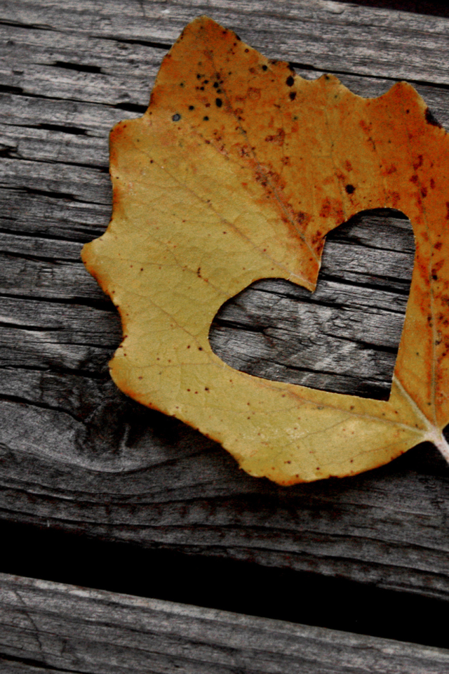 осень, сердце, скамейка, лист