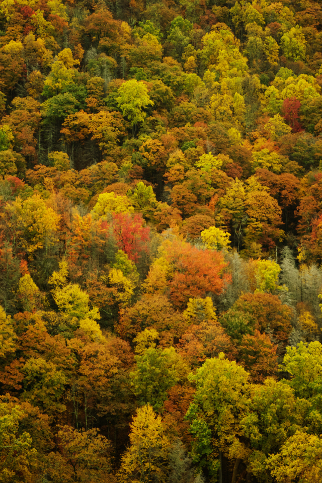 природа, осенние обои, листья, осень, леса, деревья