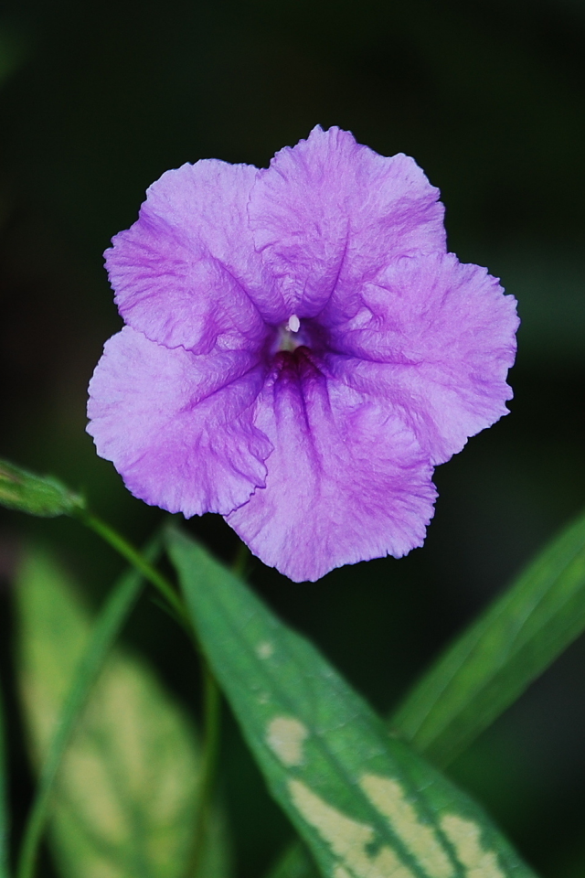 листва, color purple, зелень