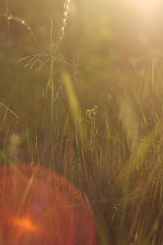 солнце, блики, макро, лето, зелень, природа, трава, закат