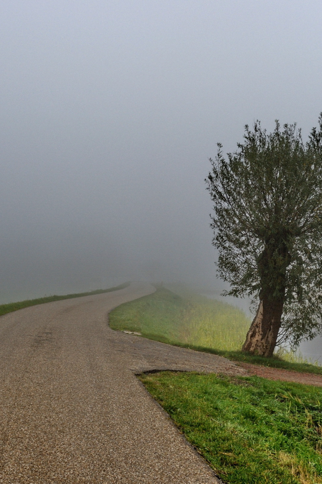 природа, дерево, дорога, туман