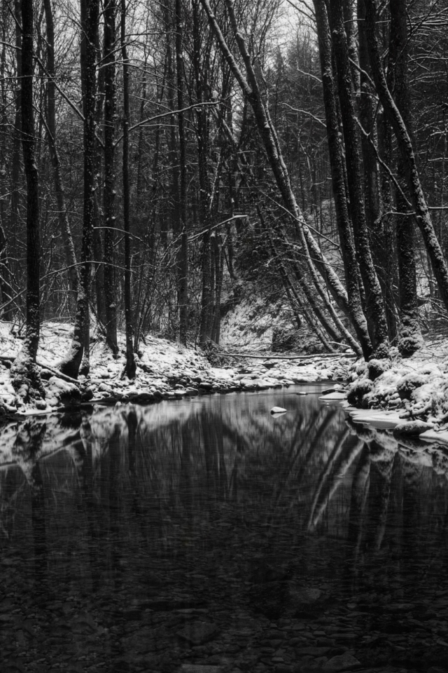 лес, зима, водоём, чёрно-бело