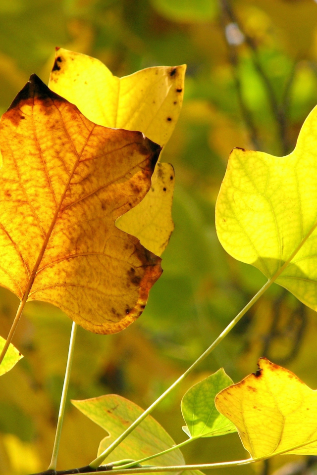 желтый, осень, передний план, желтые листья