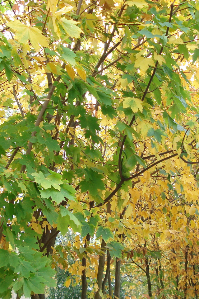 листья, тишина, осень