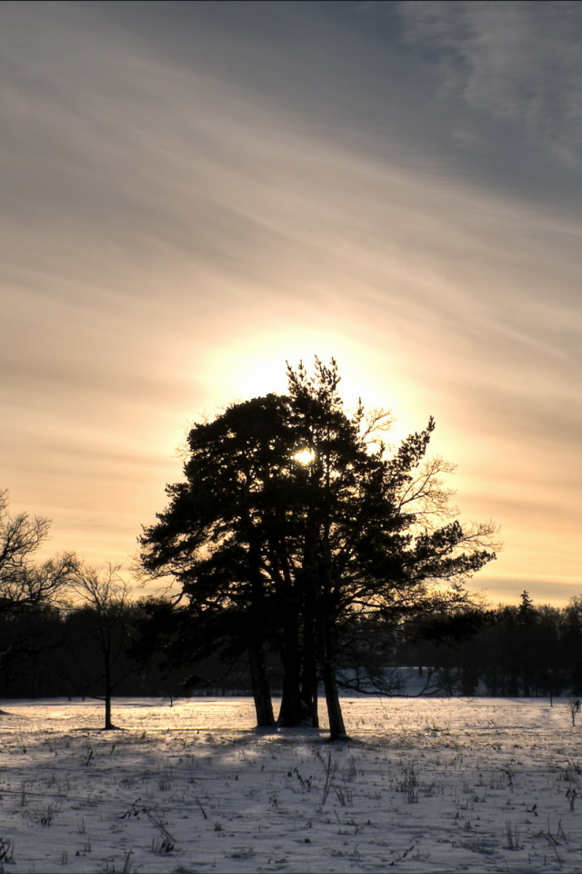поле, дерево, закат, зима