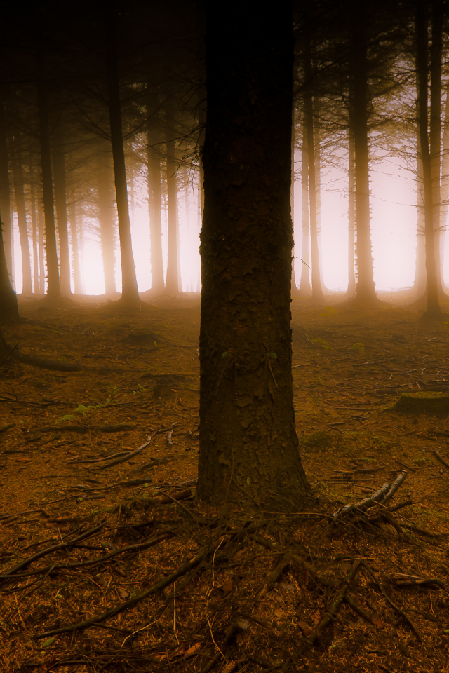 лес, свет, туман