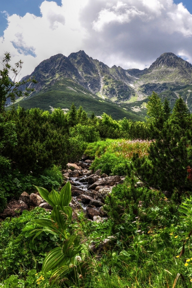 день, ручей, небо, горы, hdr, сосны, зелень, облака