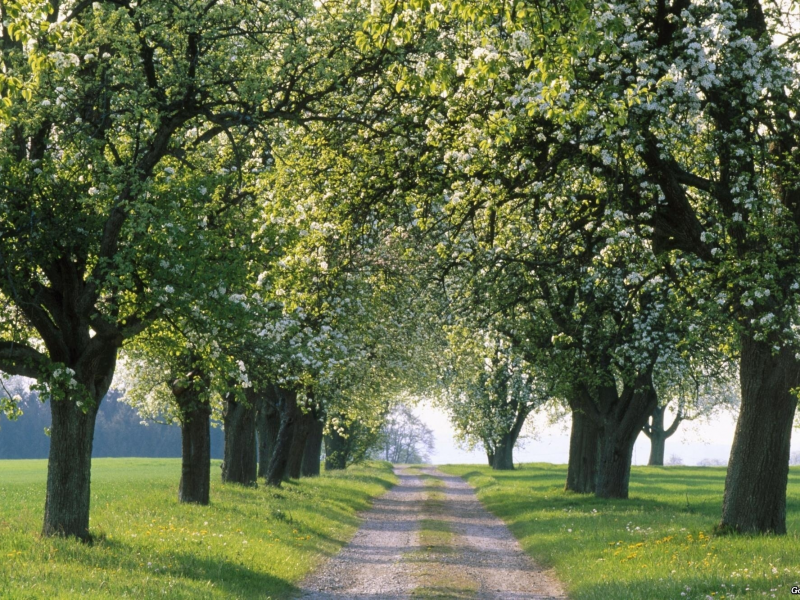 пути, путь, весенние обои, природа, деревья, дорога, аллея, дороги, красивые картинки для рабочего стола, весна, аллеи, дерево, фото
