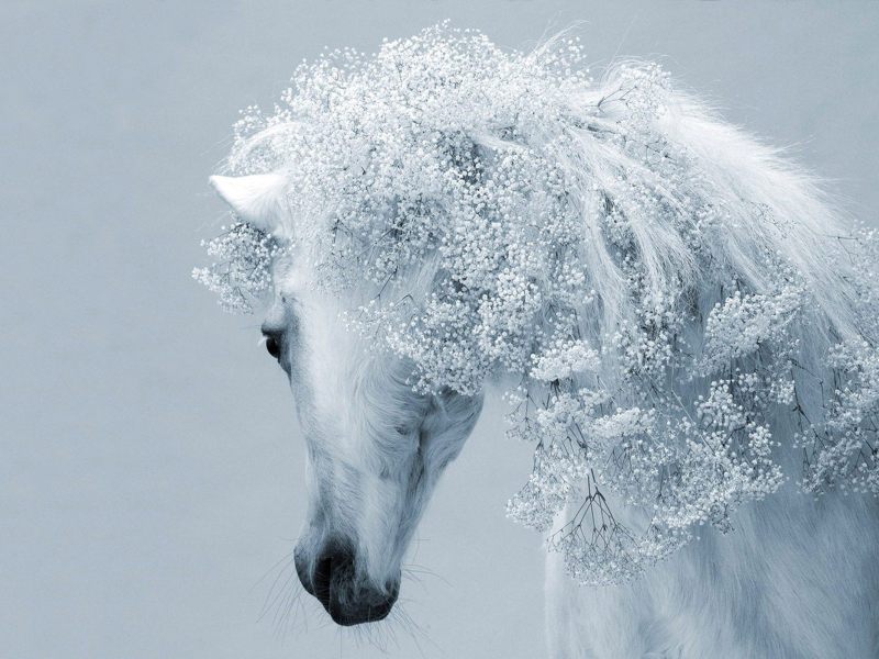 белая, лошадь, грива, цветы