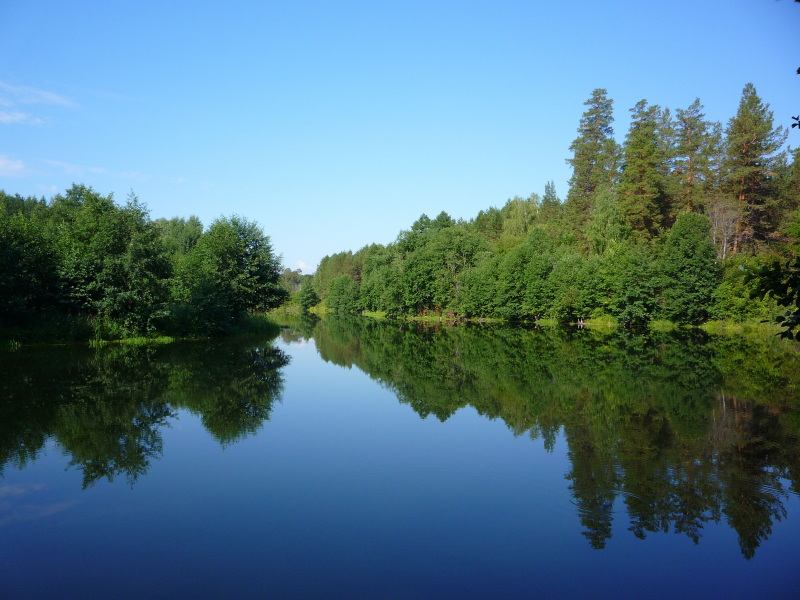 лес, река, утро