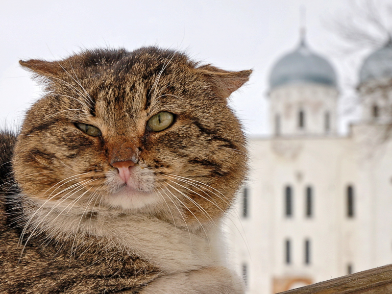 кот, портрет, морда