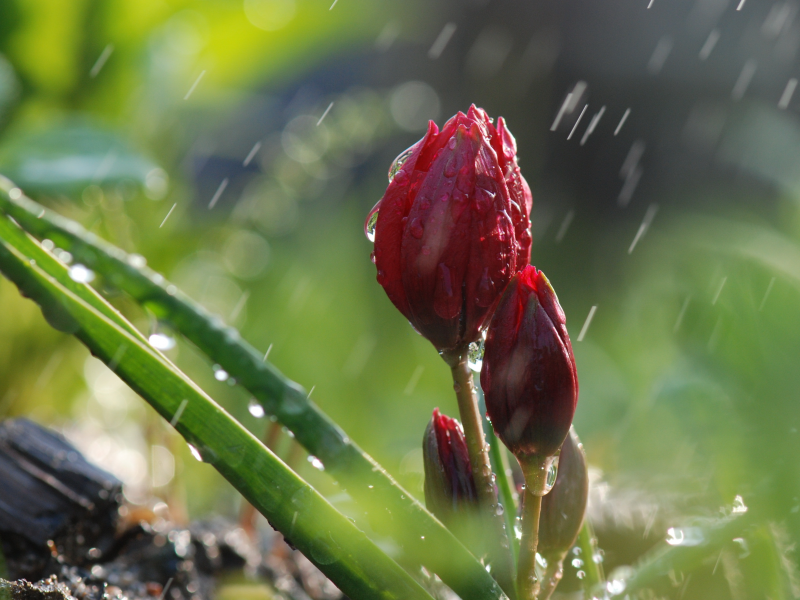 природа, дождь, цветы