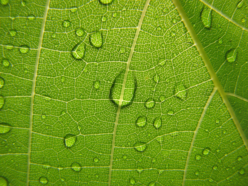 зеленый, виноградный лист, растения