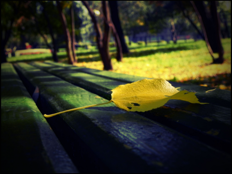 скамейка, осень, аллея, лист, парк