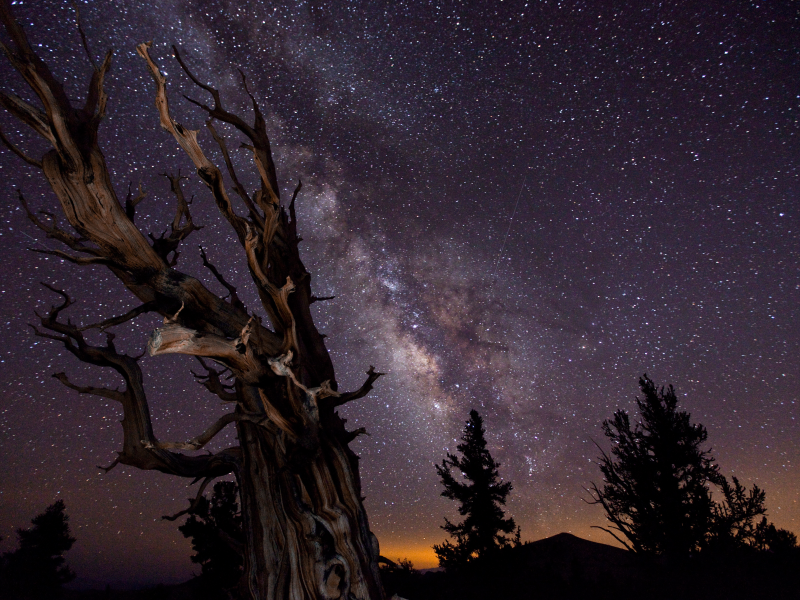 деревья, выдержка, млечный путь, небо, ночь, победитель конкурса астрономической фотографии :-)