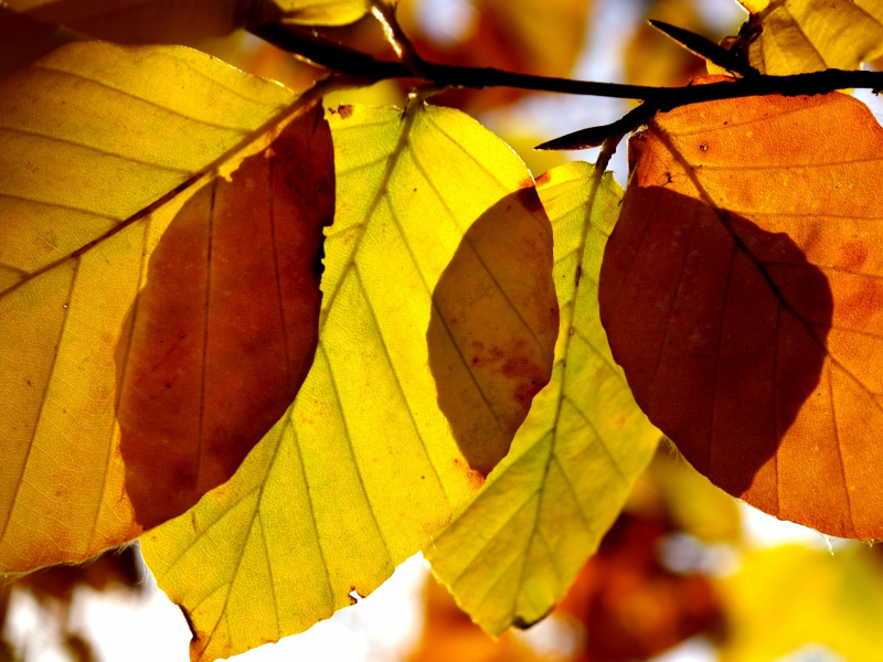 осень, листья, макро, осенние обои
