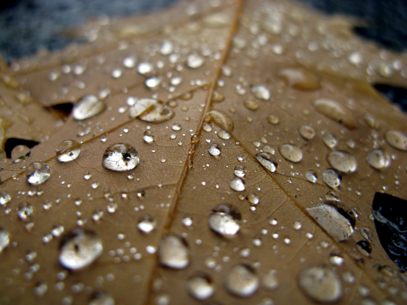 осен, прохлада, макро, вода, лист, капли, дождь