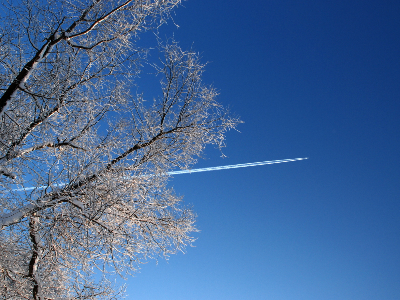 дерево, небо, самолёт, ветки