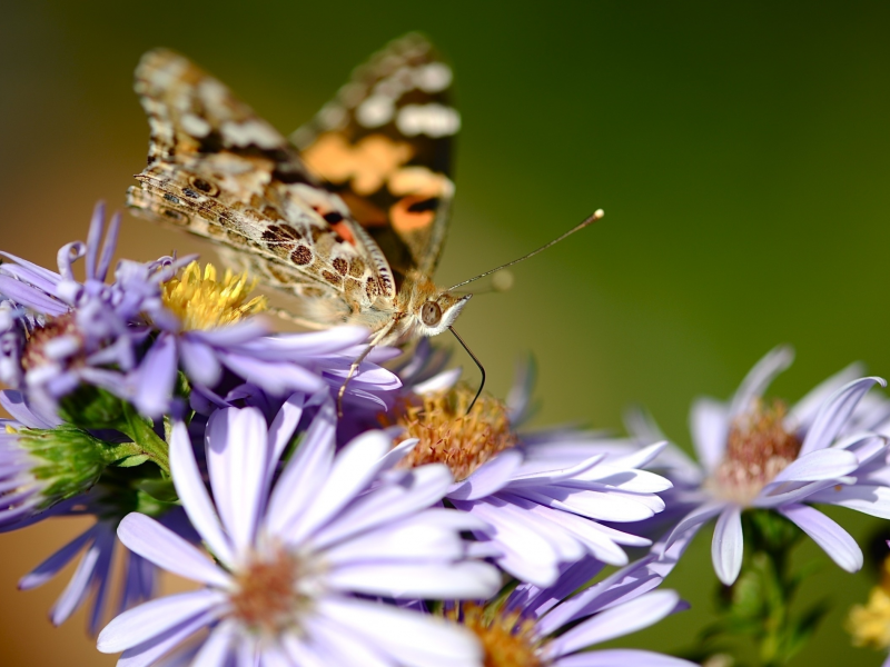бабочка, природа, цветы, макро