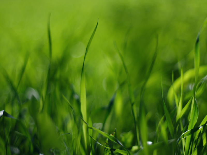 поле, трава, макро обои, стебельки, фото, зелёный