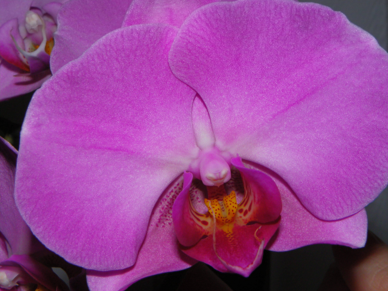 цветы, орхидея, фиолет