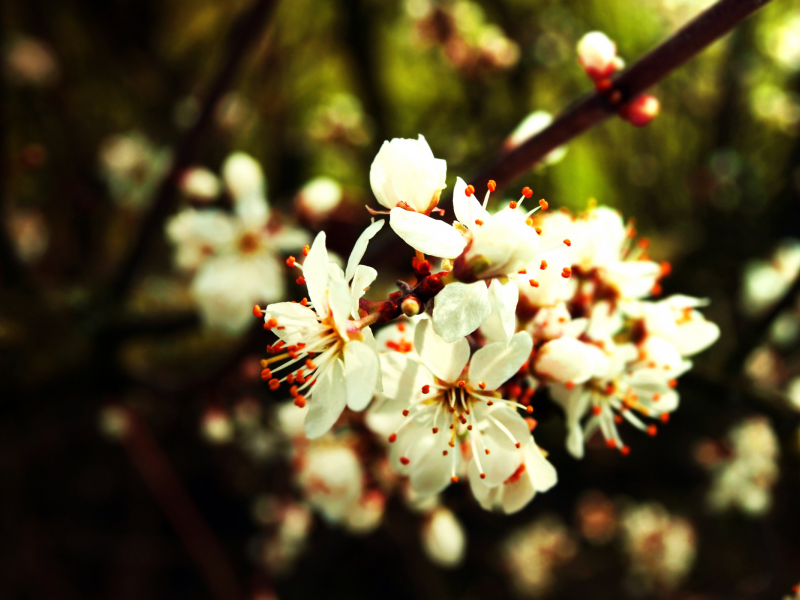 весна, сад, цвет