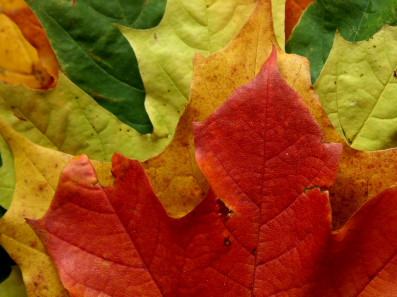 макро фото, цвета, парк, листья, листок, листва, листопад, осень, лес