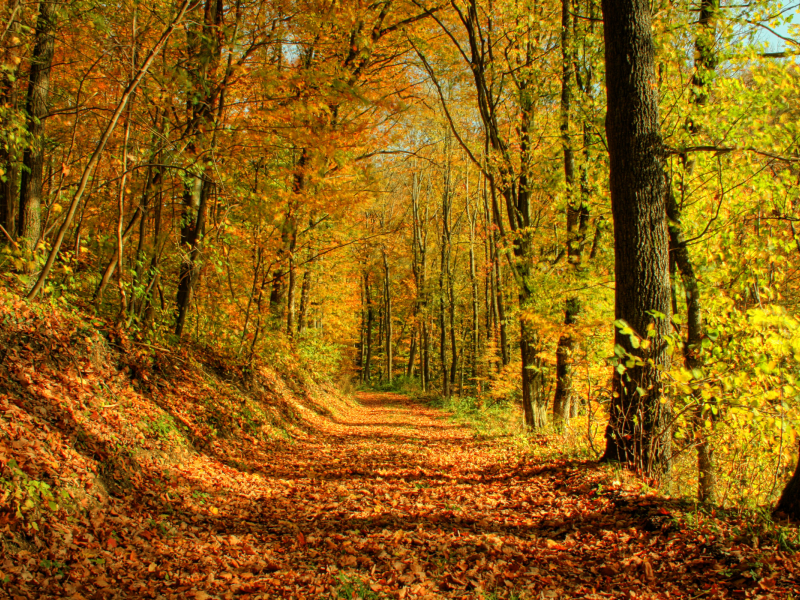 лес, осень, листья, деревья