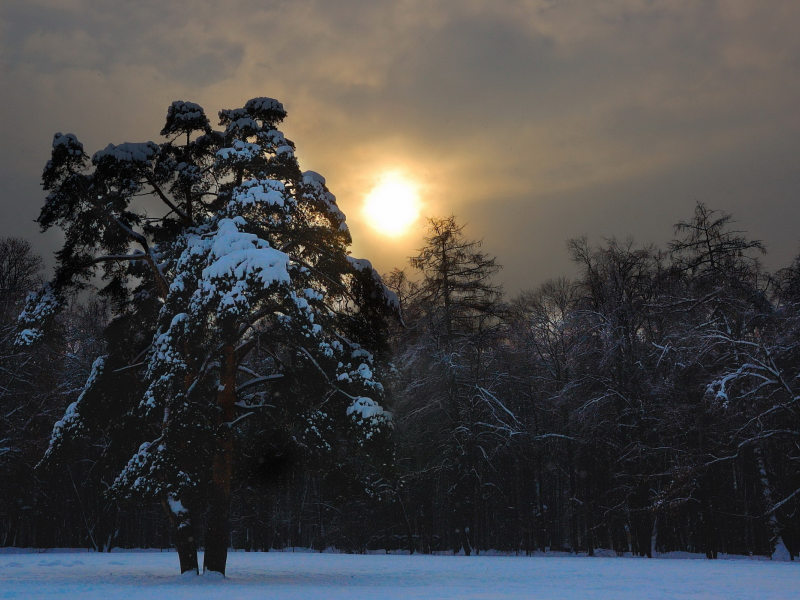 ночь, дерево, снег