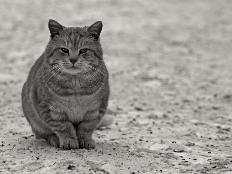 взгляд, лапы, кот