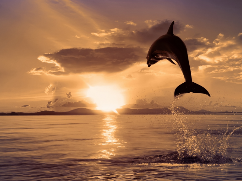 дельфин, закат, океан