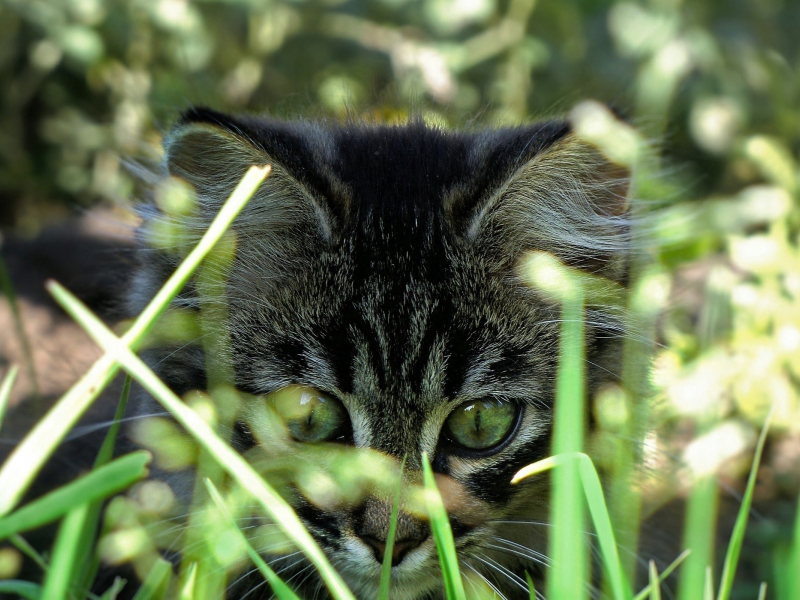 трава, котенок, голова