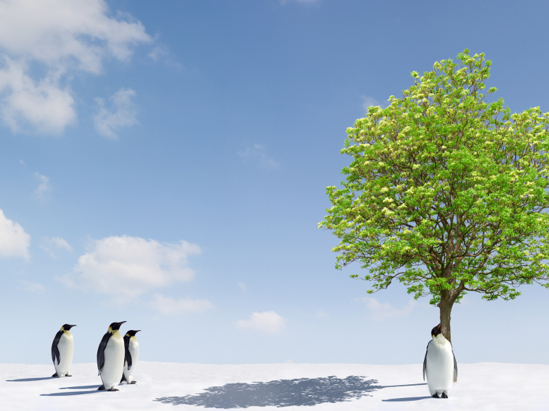 дерево, лёд, деревья, фото, животные, пингвины, снег