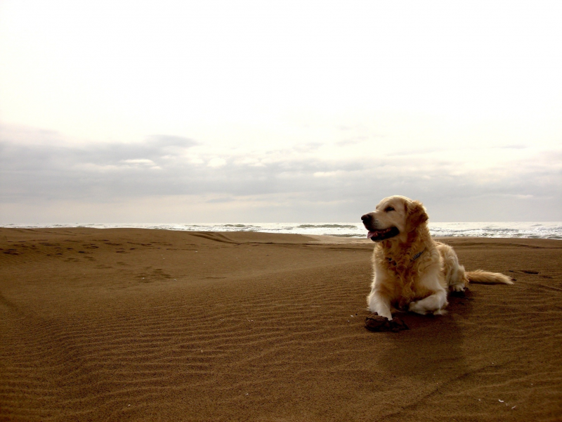 пес, небо, песок, горизонт, собака, пляж