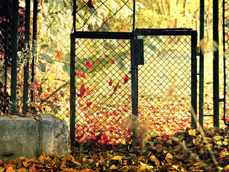 Осень, листья, забор, калитка