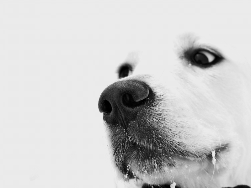 снег на усах, пес, грустный, взгляд, зима, собака, белый, задумчивый, глаза